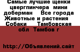 Самые лучшие щенки цвергпинчера (мини доберман) - Все города Животные и растения » Собаки   . Тамбовская обл.,Тамбов г.